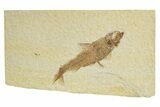 Detailed Fossil Fish (Knightia) - Wyoming #318546-1